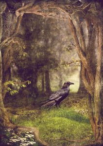 Raven in the dark forest