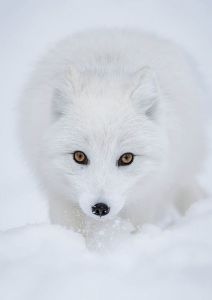 Arctic fox