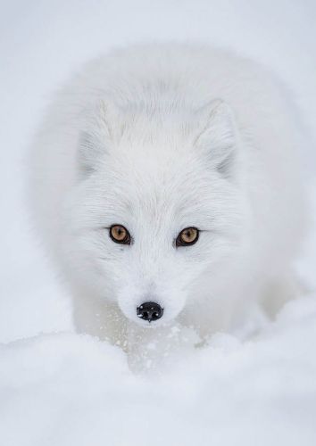 Lis polarny