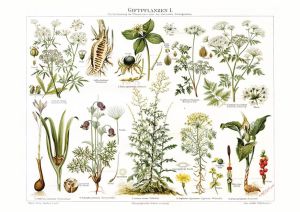 Poisonous Plants