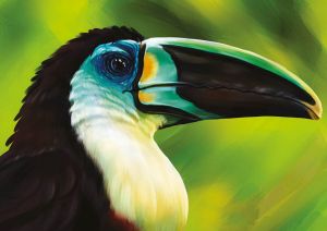 Toucan