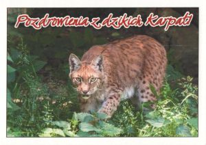 Lynx