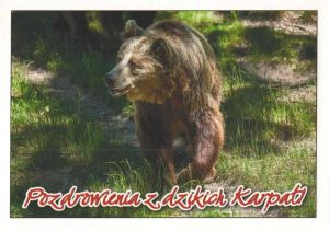Brown bear