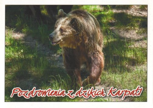 Niedźwiedź brunatny