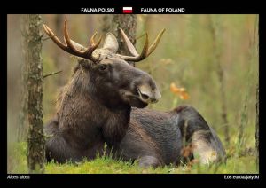 Fauna of Poland: Eurasian Elk