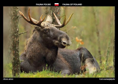 Fauna Polski: Łoś euroazjatycki
