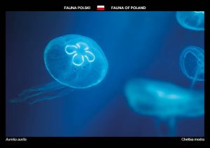 Fauna of Poland: Moon jellyfish