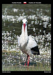 Fauna of Poland: White stork