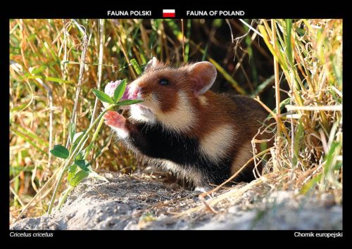 Fauna Polski: Chomik europejski