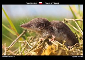 Fauna of Poland: Bicoloured white-toothed shrew