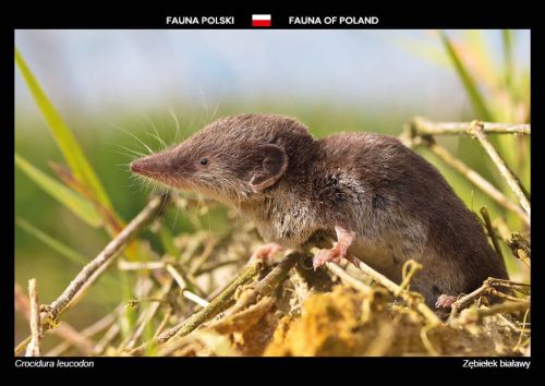 Fauna Polski: Zębiełek białawy