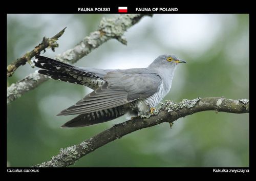 Fauna Polski: Kukułka zwyczajna