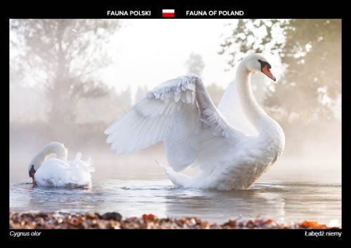 Fauna Polski: Łabędź niemy