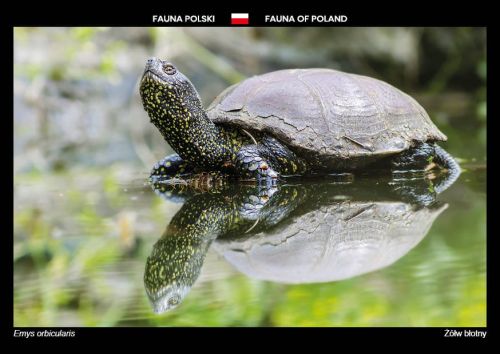 Fauna Polski: Żółw błotny