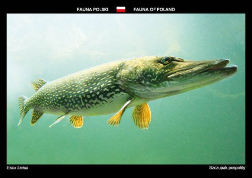 Fauna Polski: Szczupak pospolity