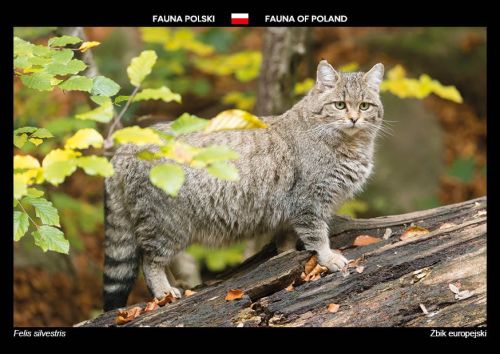 Fauna Polski: Żbik