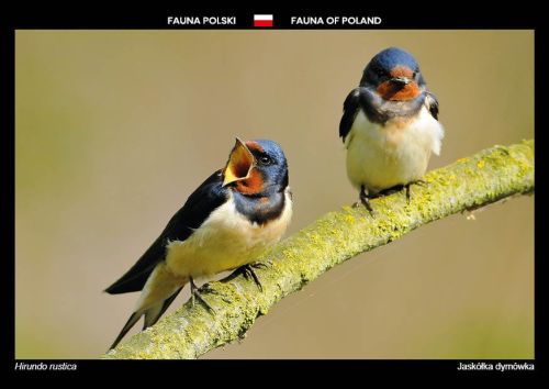 Fauna Polski: Jaskółka dymówka