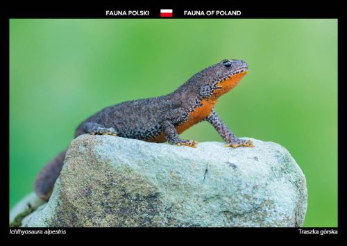 Fauna Polski: Traszka górska