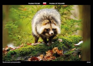 Fauna of Poland: Raccoon dog