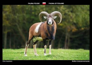 Fauna of Poland: Mouflon