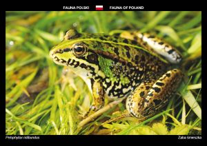 Fauna of Poland: Marsh frog
