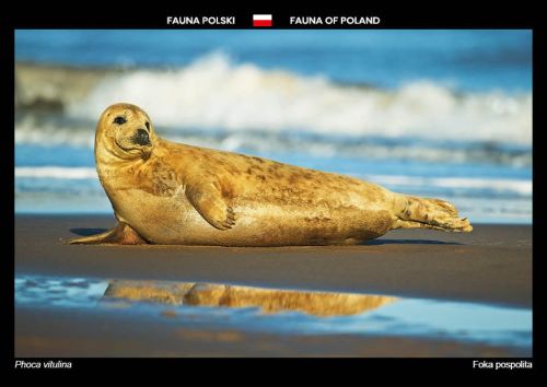 Fauna Polski: Foka pospolita