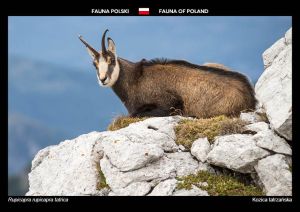 Fauna of Poland: Tatra chamois