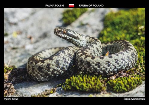 Fauna Polski: Żmija zygzakowata