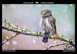 Fauna of Poland: Eurasian pygmy owl