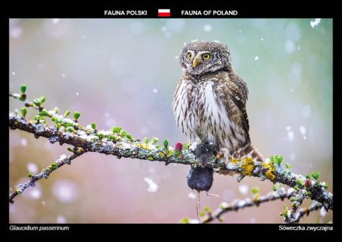 Fauna Polski: Sóweczka zwyczajna