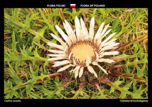 Flora Polski: Dziewięćsił bezłodygowy