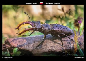 Fauna of Poland: Stag Beetle