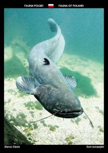 Fauna of Poland: Wels Catfish