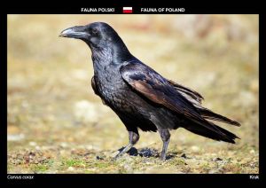 Fauna of Poland: Common Raven