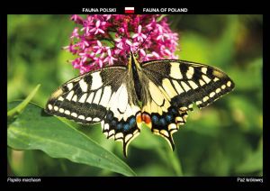 Fauna of Poland: Old World Swallowtail