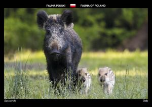 Fauna of Poland: Wild boar