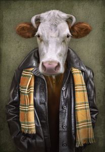 Cow