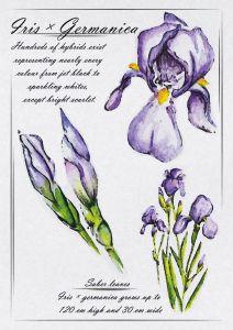 Iris x Germanica