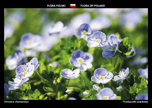 Flora Polski: Przetacznik ożankowy