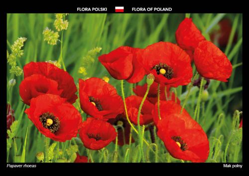 Flora Polski: Mak polny