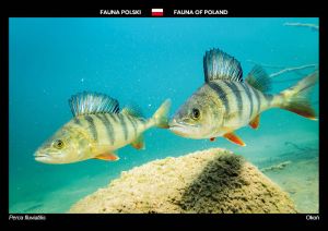 Fauna of Poland: European perch