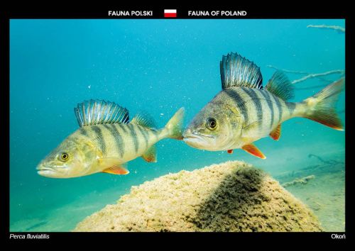 Fauna Polski: Okoń