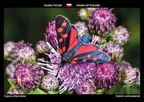Fauna Polski: Kraśnik sześcioplamek
