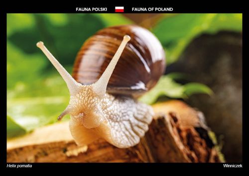 Fauna Polski: Winniczek