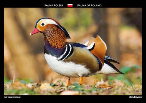 Fauna Polski: Mandarynka