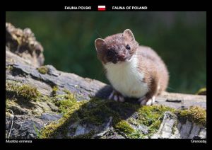 Fauna of Poland: Stoat