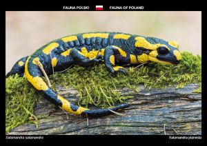 Fauna of Poland: Fire salamander