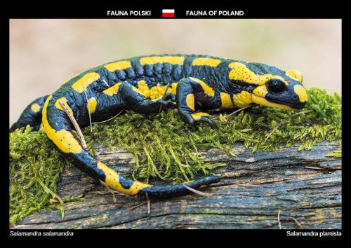 Fauna Polski: Salamandra plamista
