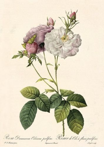 Rosa Damascena Celsiana prolifera