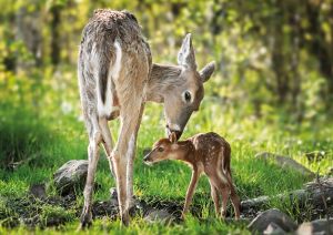 White-Tailed Deer